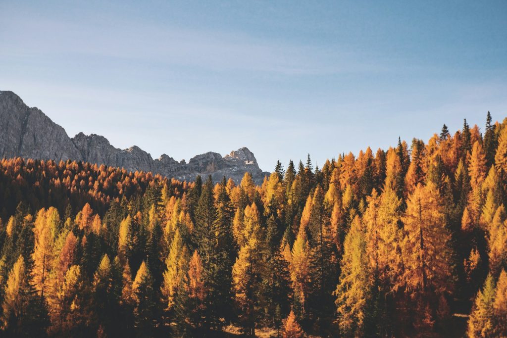 a mountain and fall forest