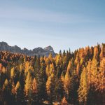 a mountain and fall forest